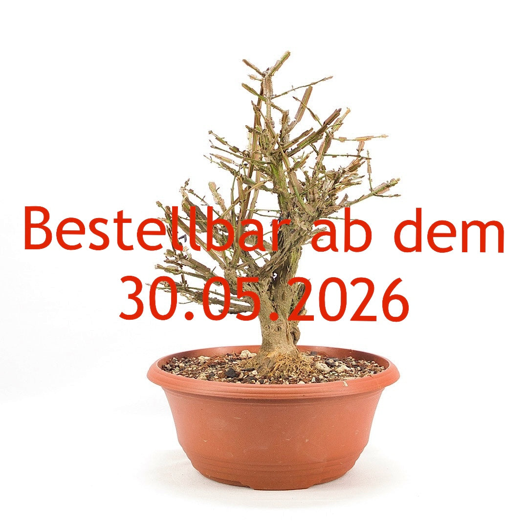 Korkspindelstrauch 'Euonymus alatus'